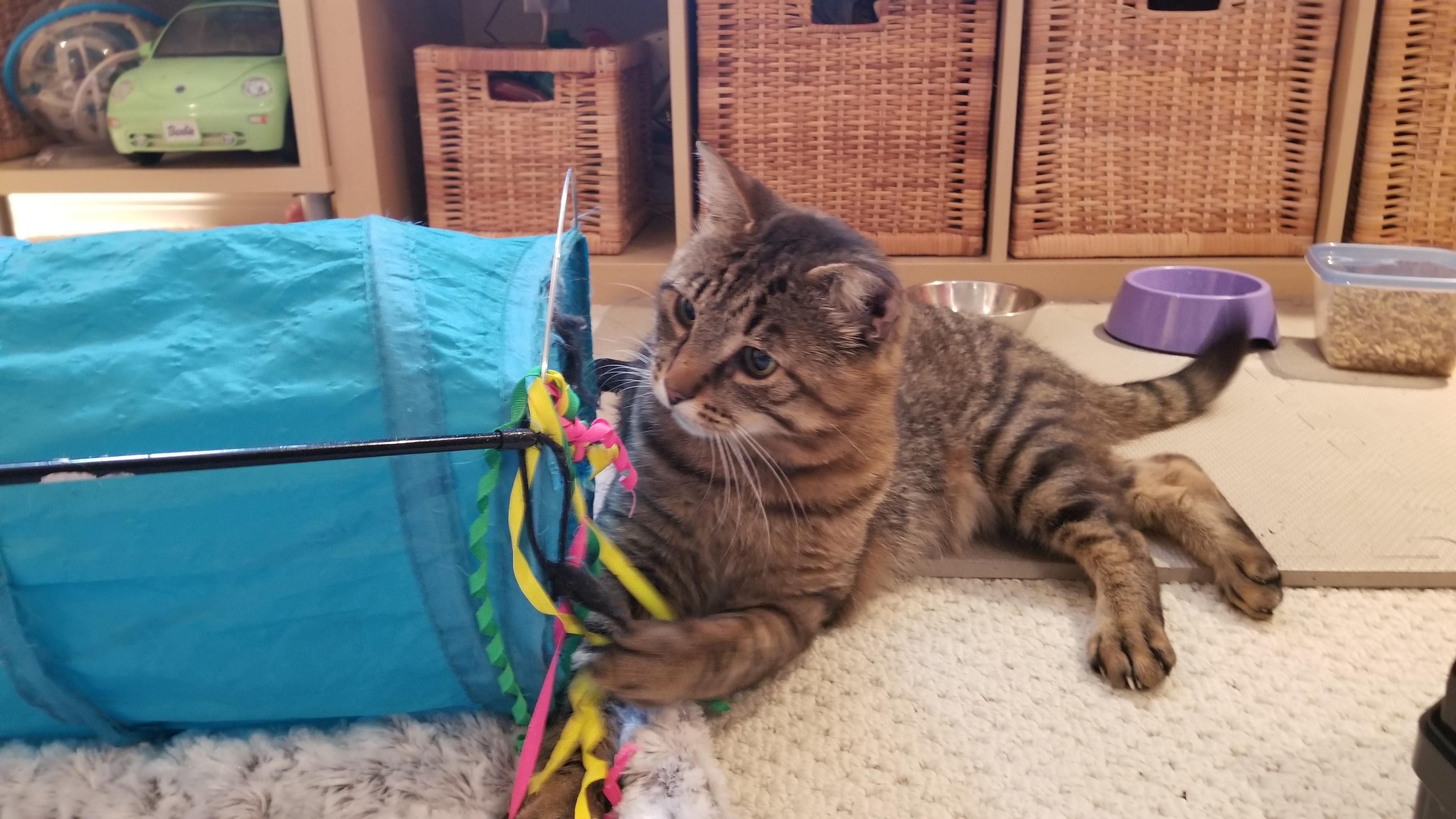 Teddy, Adult Male Domestic Short Hair