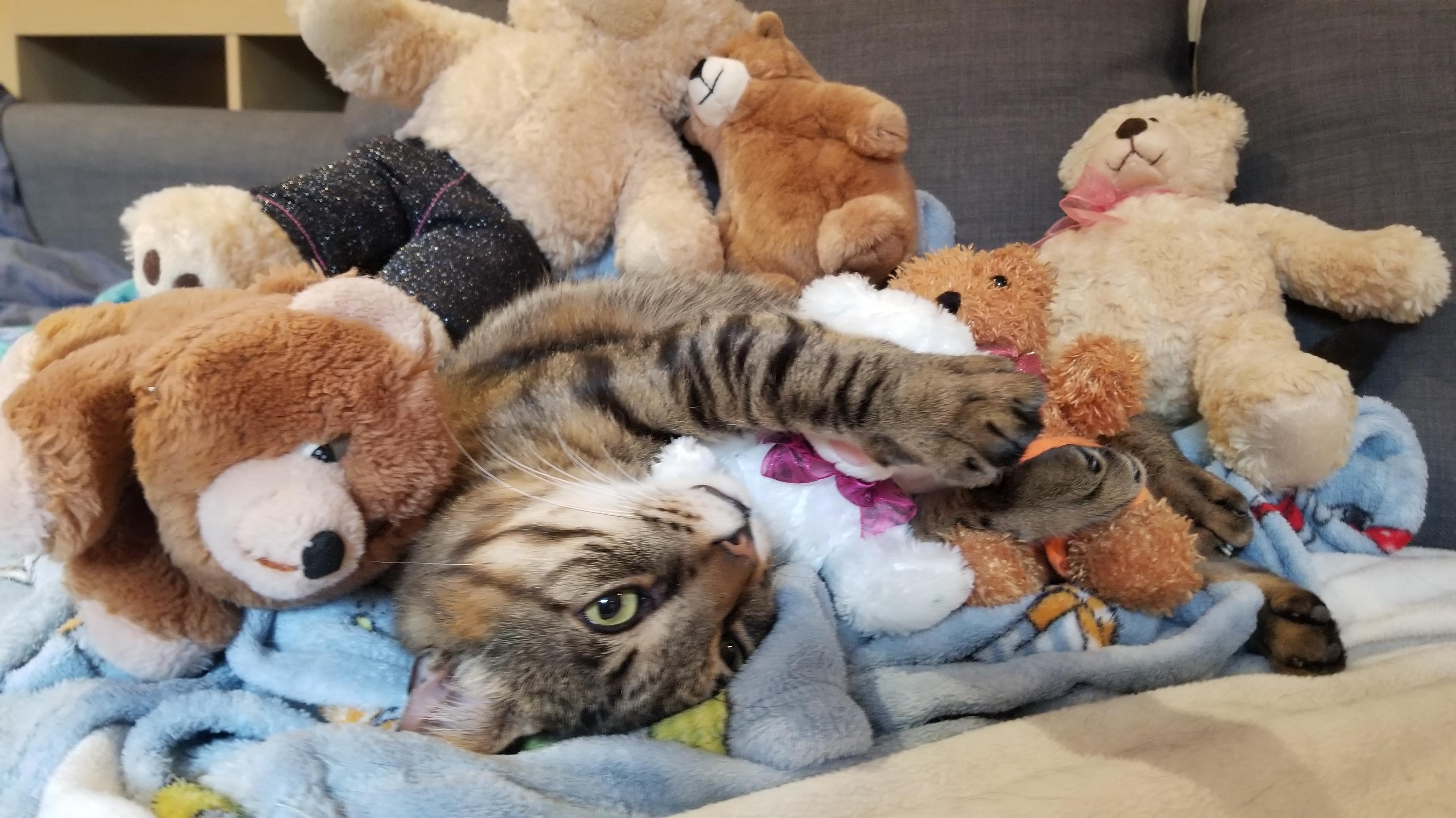 Teddy, a Adoptable Domestic Short Hair in Ottawa, ON image 2/6