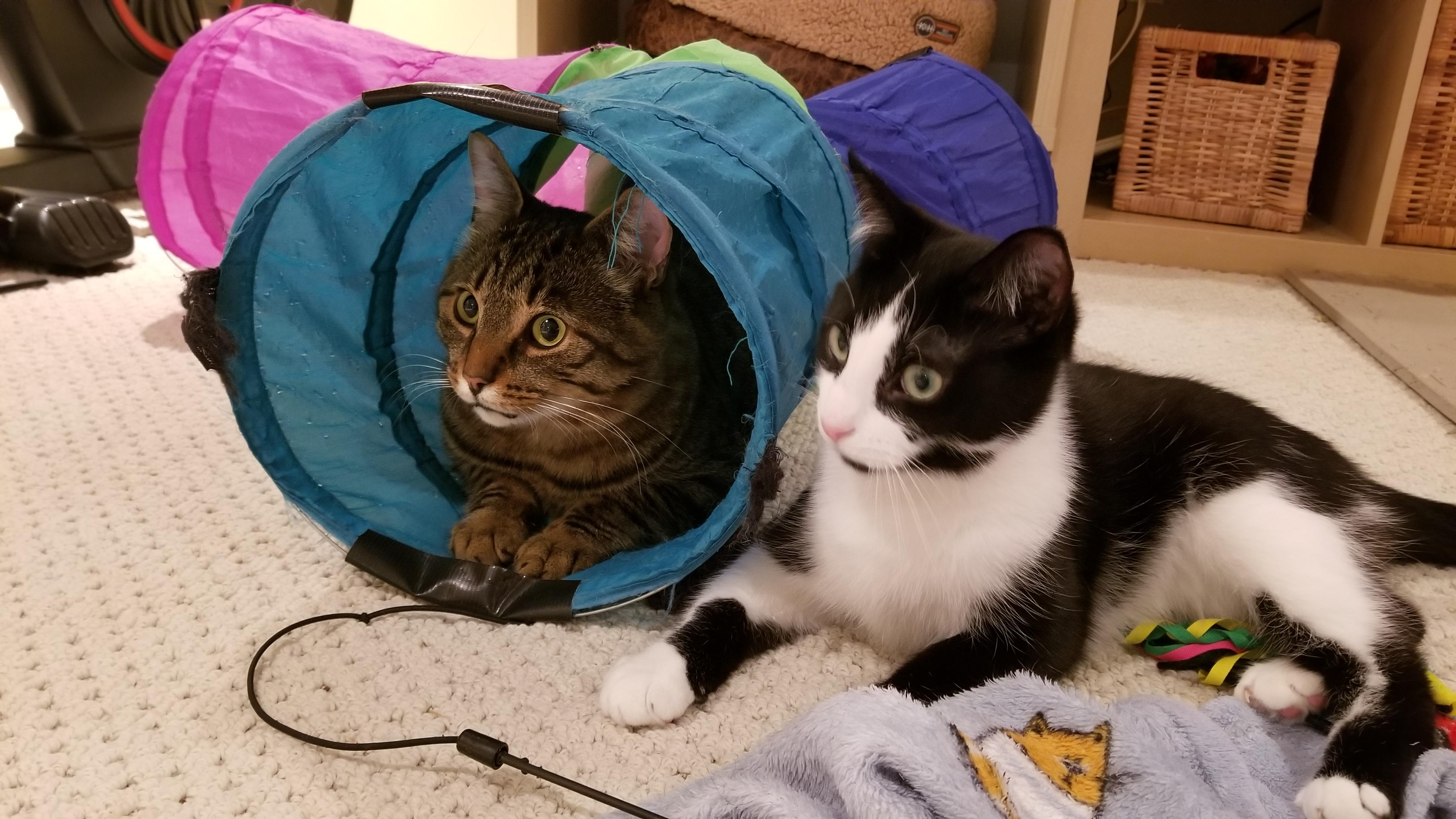 Enlarge Teddy, a Adoptable Domestic Short Hair in Ottawa, ON image 4/6