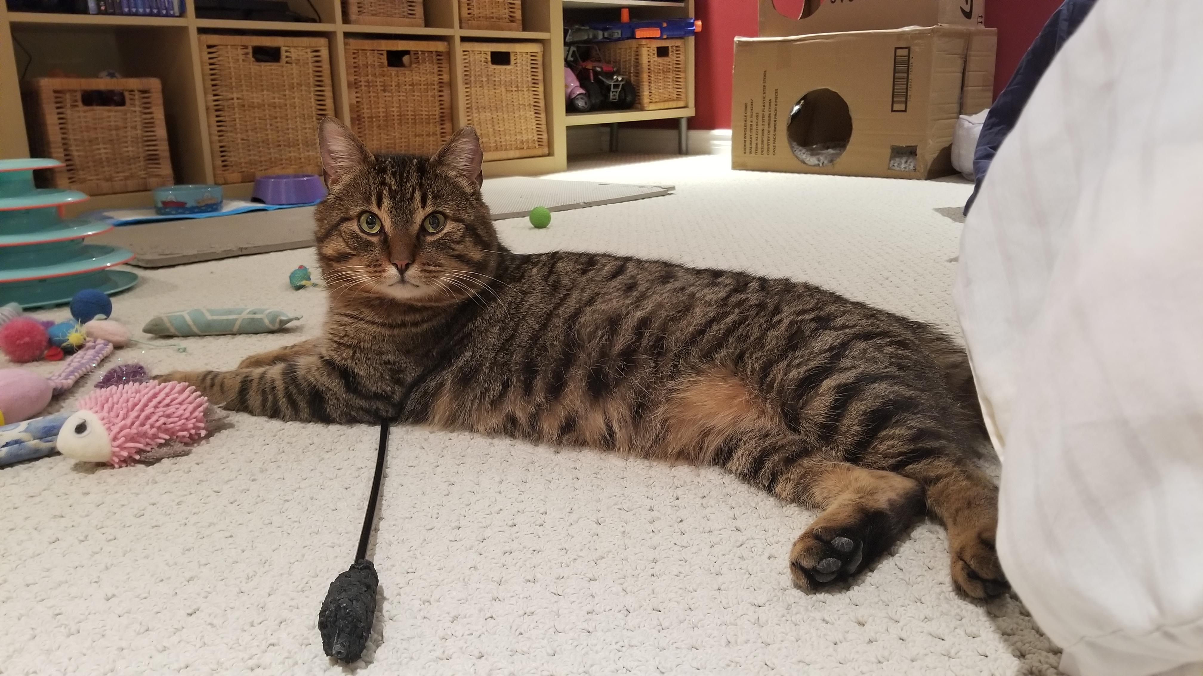 Teddy, a Adoptable Domestic Short Hair in Ottawa, ON image 5/6