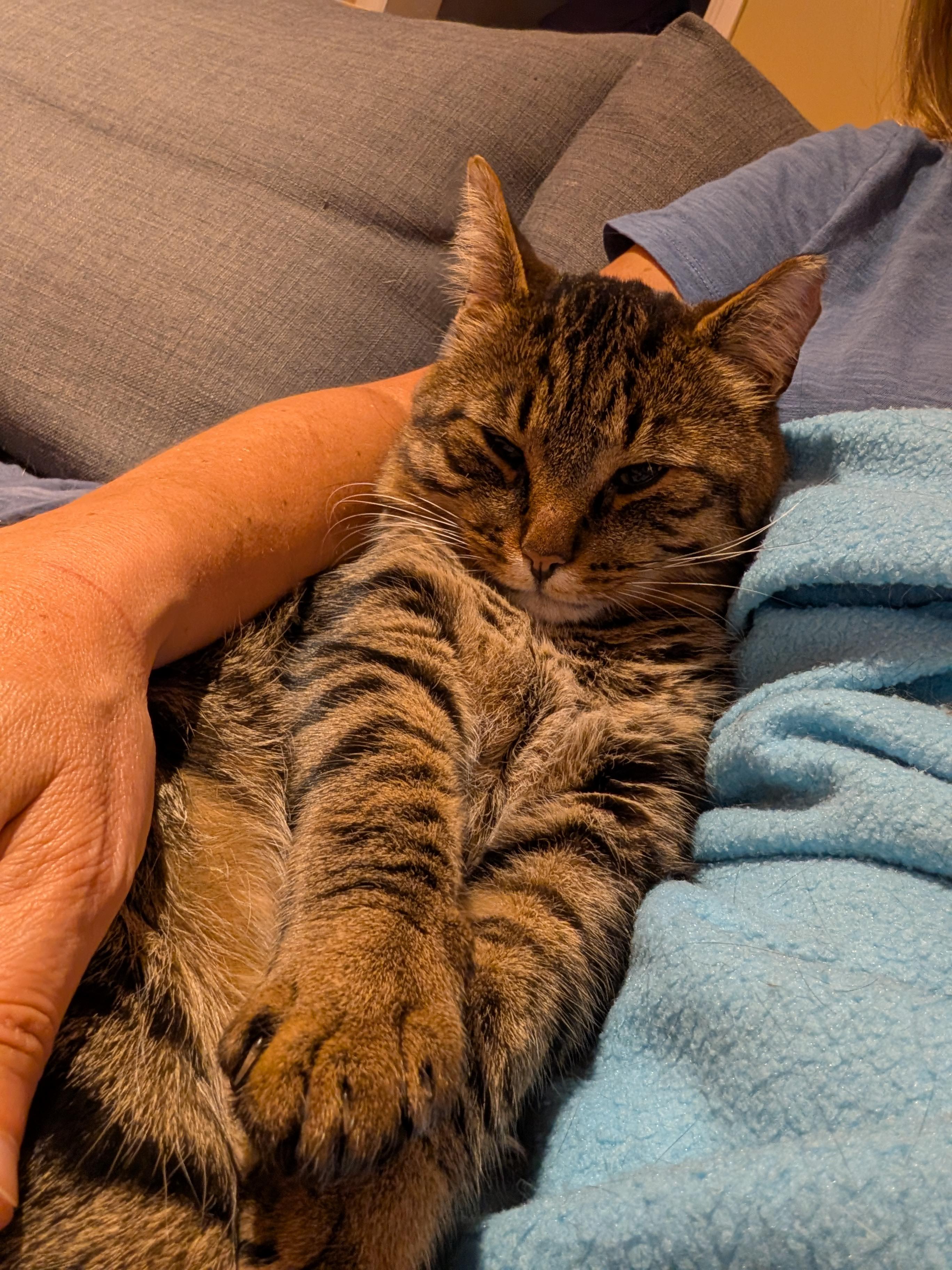 Teddy, Adoptable, Adult Male Domestic Short Hair.