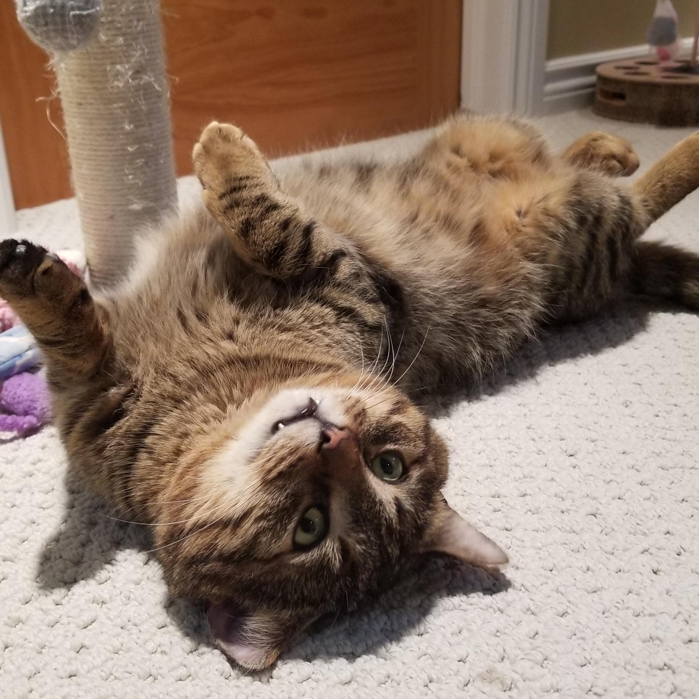 Teddy, a Adoptable Domestic Short Hair in Ottawa, ON image 3/6