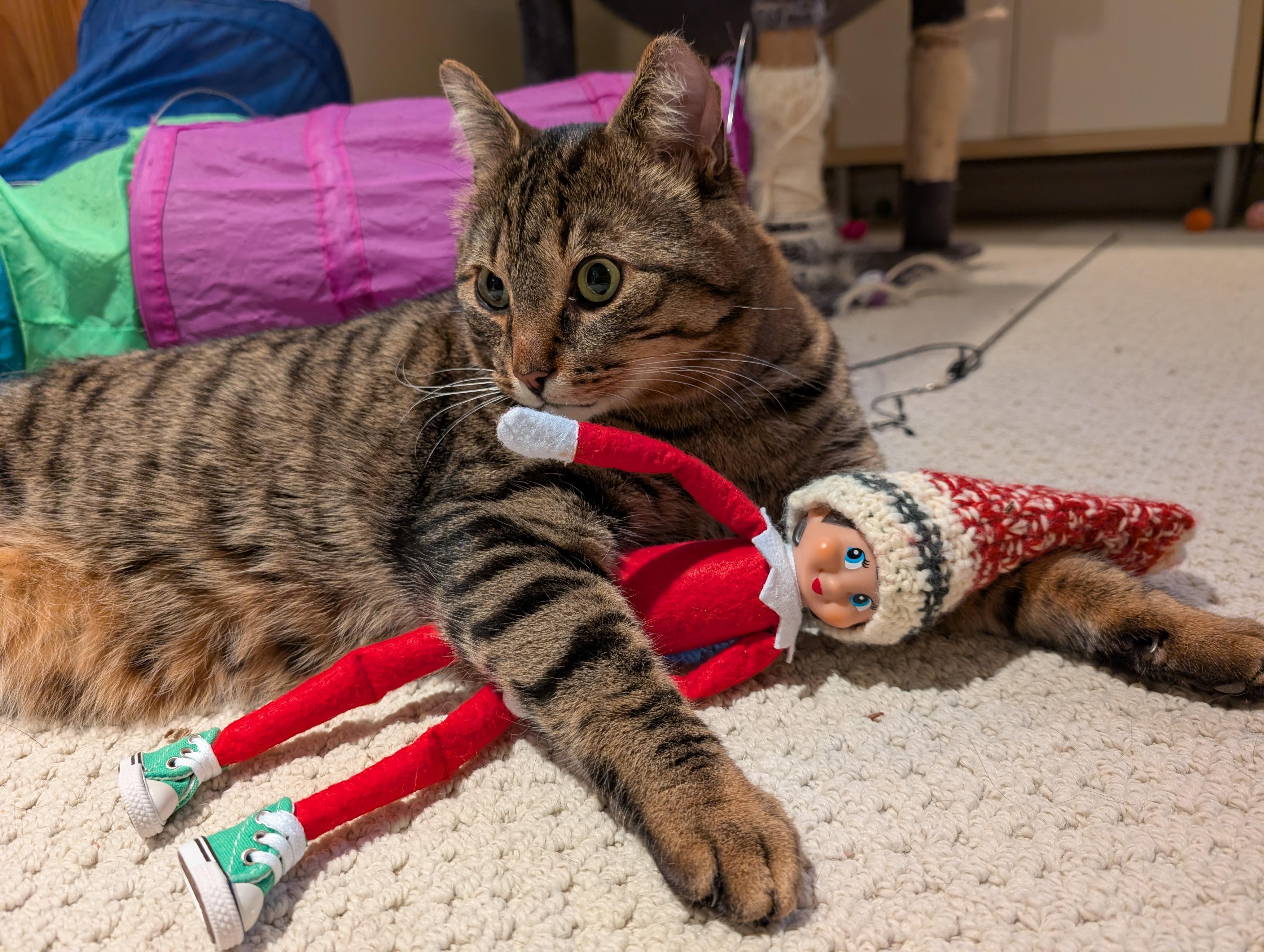 Enlarge Teddy, a Adoptable Domestic Short Hair in Ottawa, ON image 2/6