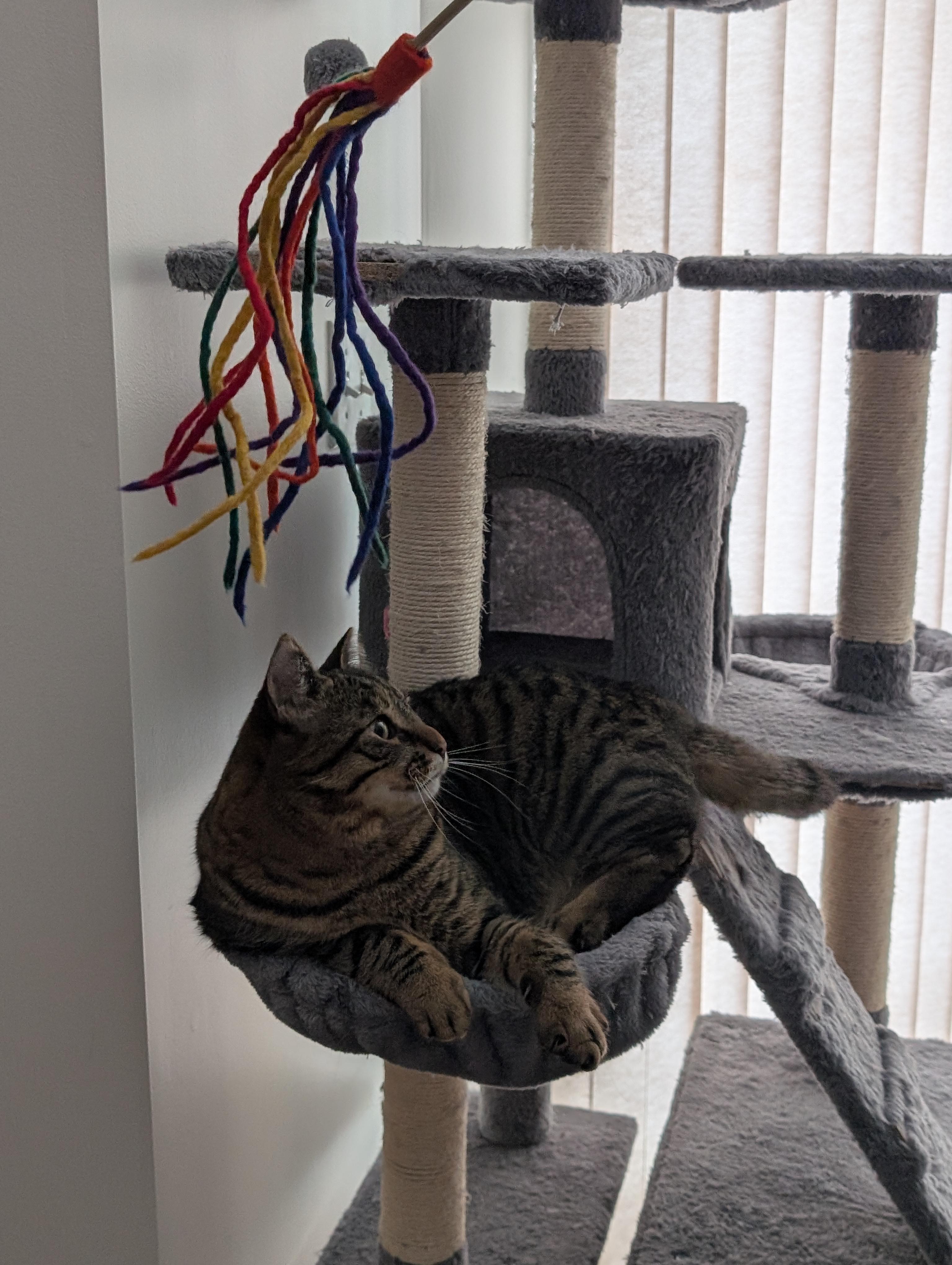 Enlarge Teddy, a Adoptable Domestic Short Hair in Ottawa, ON image 6/6