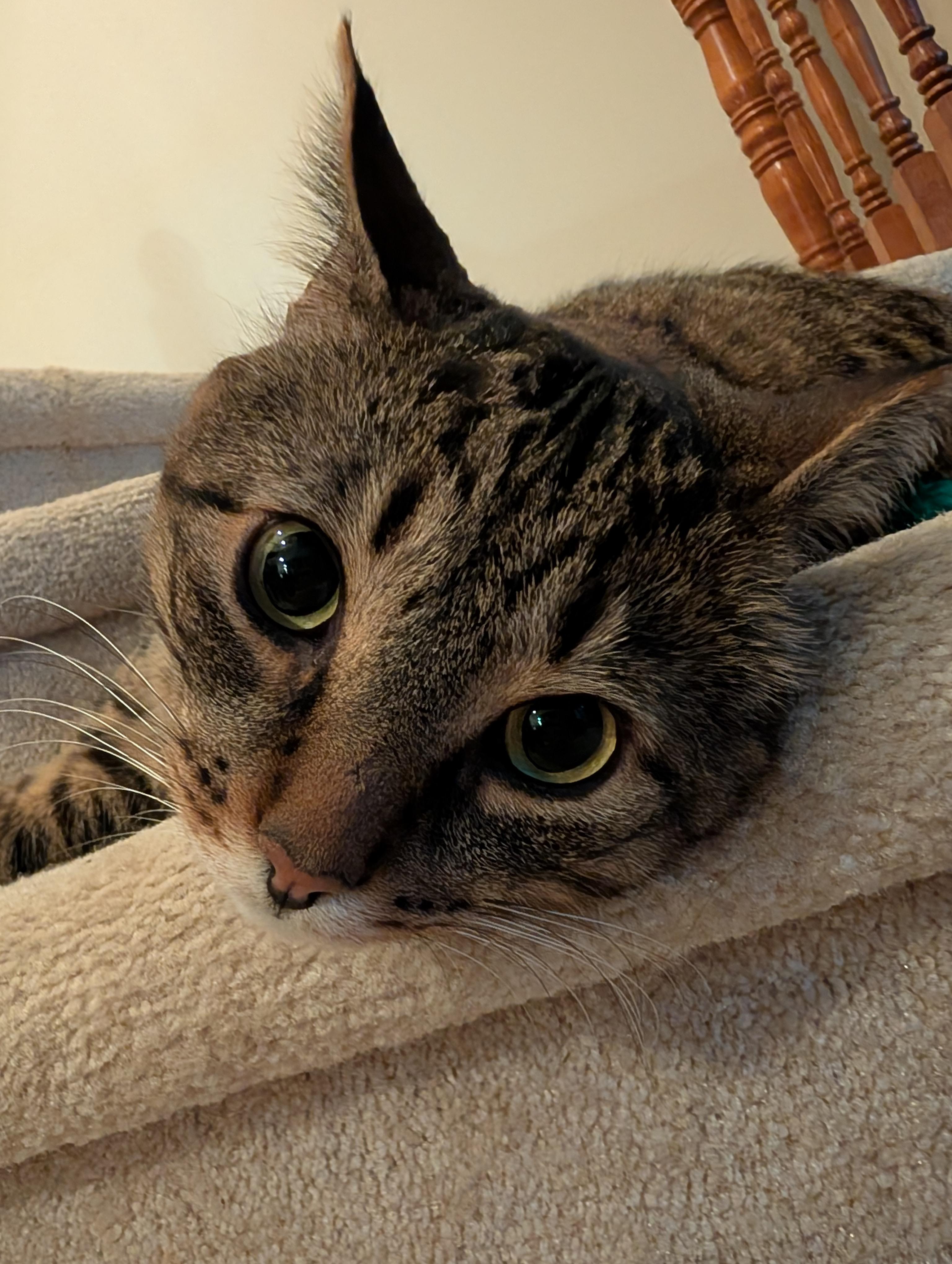 Enlarge Teddy, a Adoptable Domestic Short Hair in Ottawa, ON image 3/6