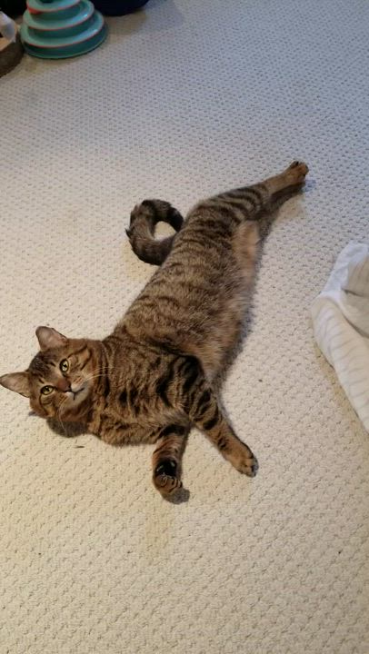 Enlarge Teddy, a Adoptable Domestic Short Hair in Ottawa, ON video 4/6