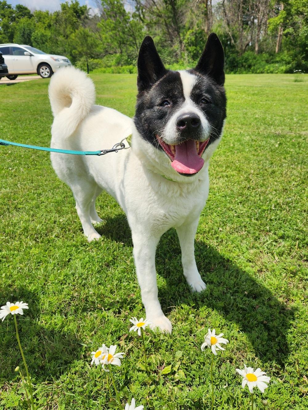 Remi, Adoptable, Adult Female Akita.