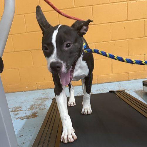Enlarge Dolly, a Adoptable American Staffordshire Terrier in Minneapolis, MN image 1/5