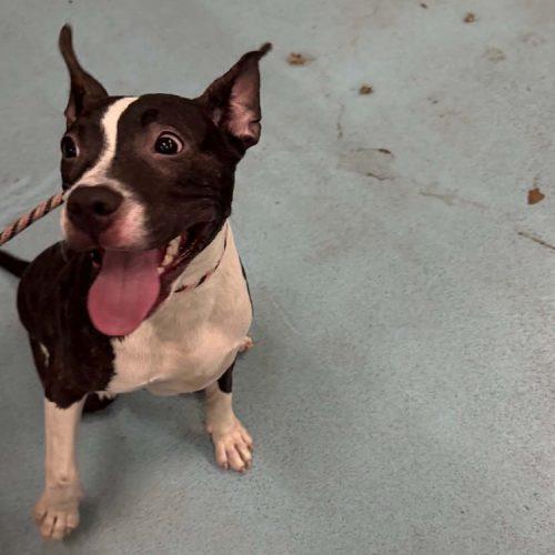 Enlarge Dolly, a Adoptable American Staffordshire Terrier in Minneapolis, MN image 2/5
