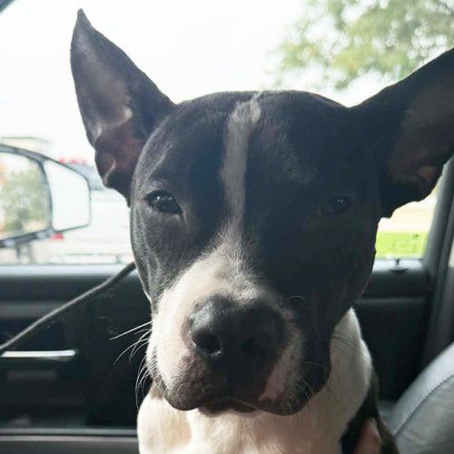 Enlarge Dolly, a Adoptable American Staffordshire Terrier in Minneapolis, MN image 3/5