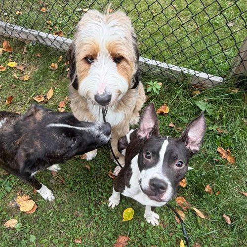 Enlarge Dolly, a Adoptable American Staffordshire Terrier in Minneapolis, MN image 4/5