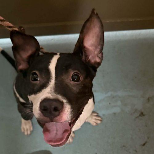Enlarge Dolly, a Adoptable American Staffordshire Terrier in Minneapolis, MN image 5/5