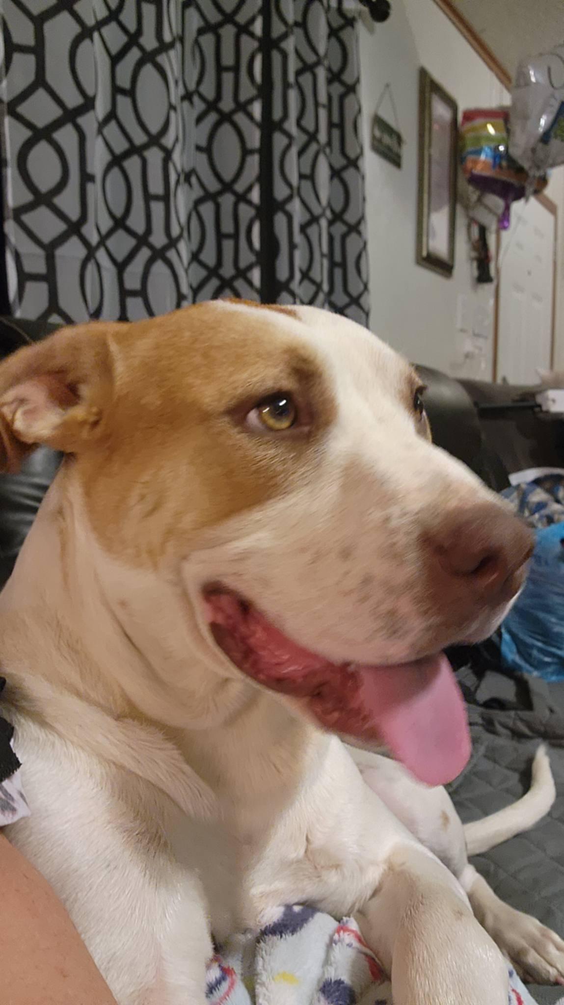 Enlarge Bumble, a ADOPTABLE mixed breed in Clarksville, VA image 1/3