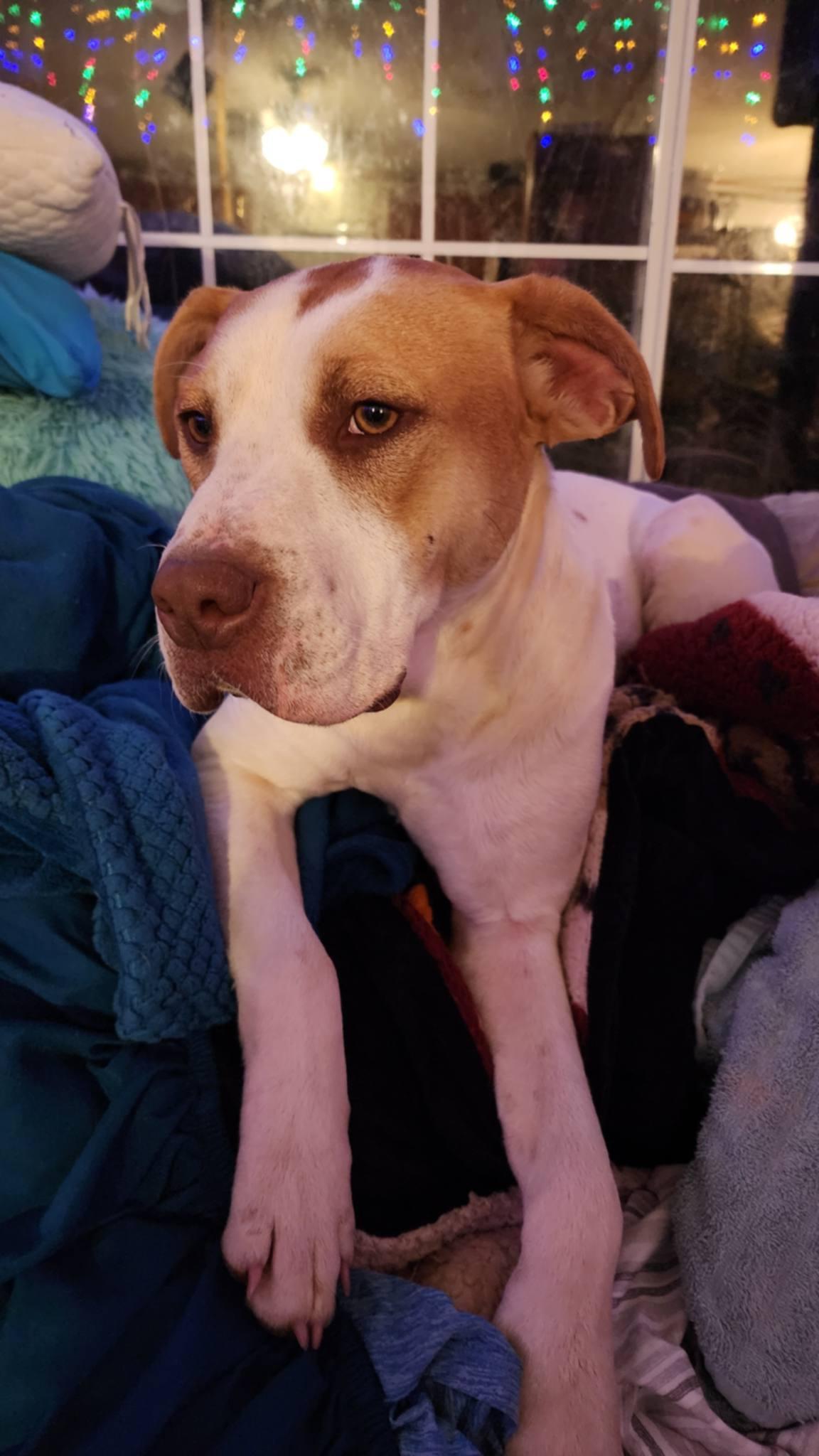 Enlarge Bumble, a ADOPTABLE mixed breed in Clarksville, VA image 3/3