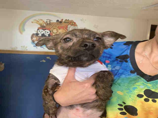 Enlarge RALPHIE, a Adoptable mixed breed in Bonita, CA image 1/1