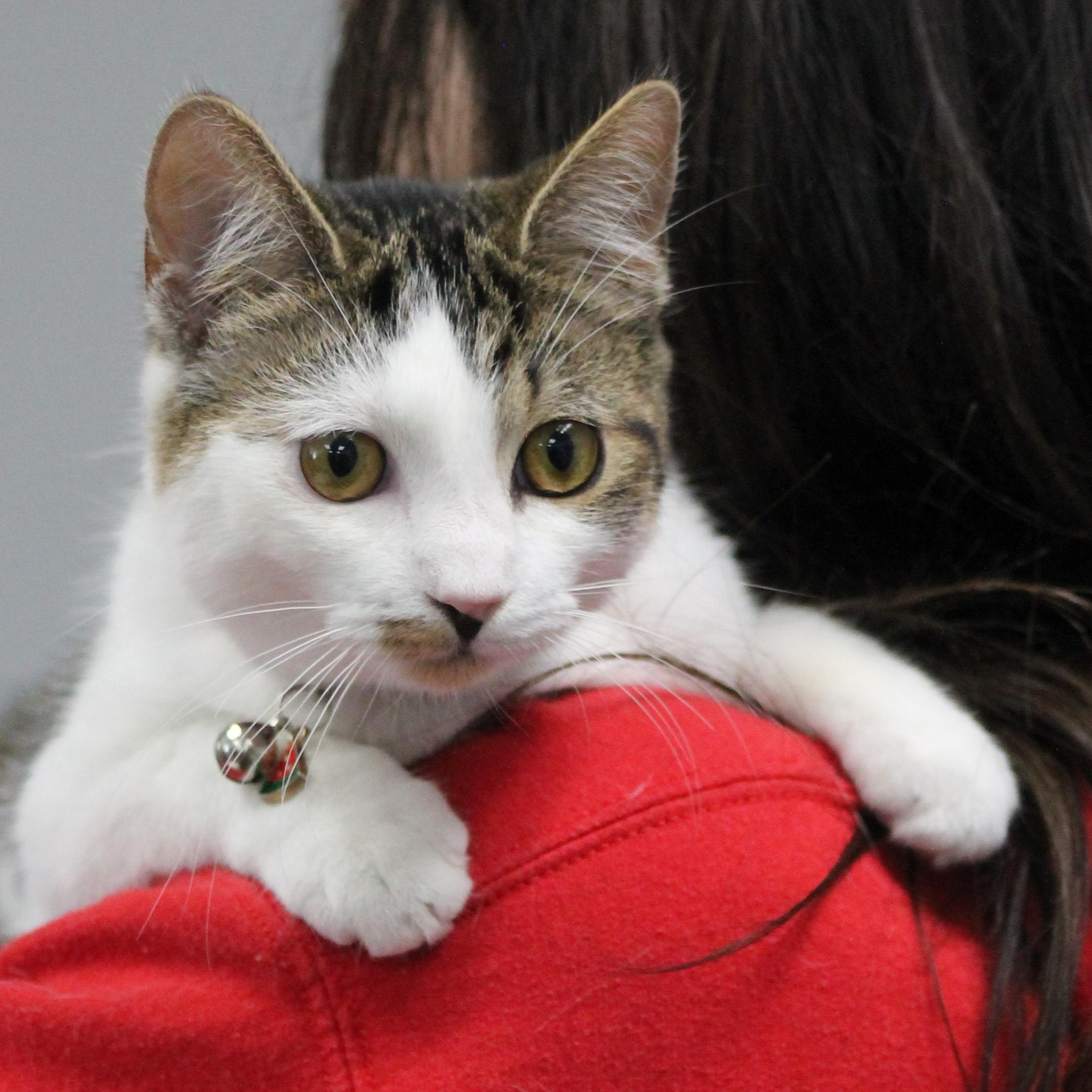 Enlarge Elm, a Adoptable Domestic Short Hair in Lemont, IL image 4/5