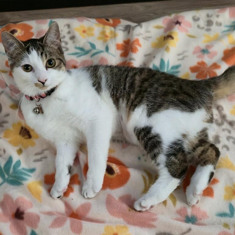 Enlarge Elm, a Adoptable Domestic Short Hair in Lemont, IL image 5/5