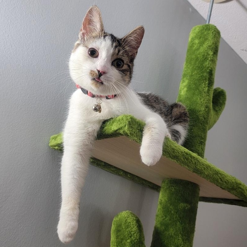 Enlarge Elm, a Adoptable Domestic Short Hair in Lemont, IL image 1/5