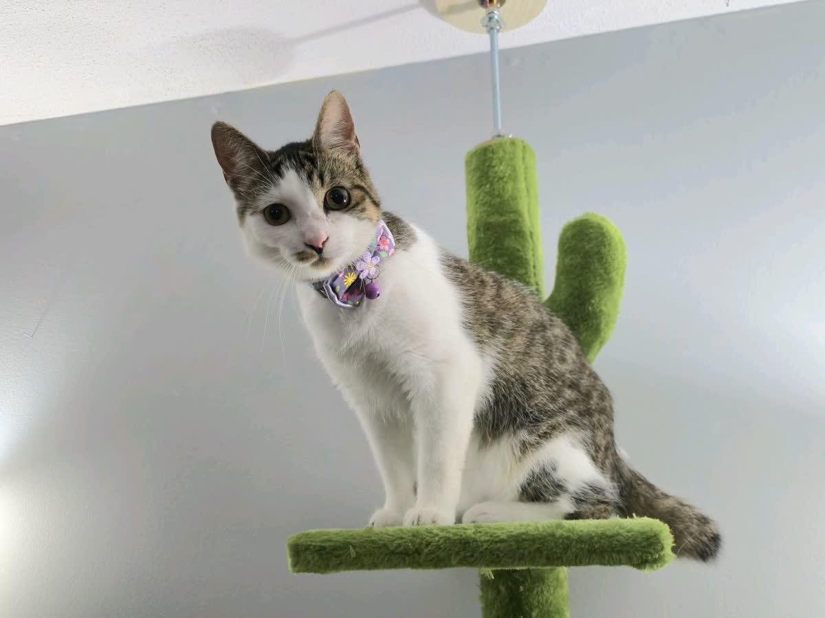 Enlarge Elm, a Adoptable Domestic Short Hair in Lemont, IL image 2/5