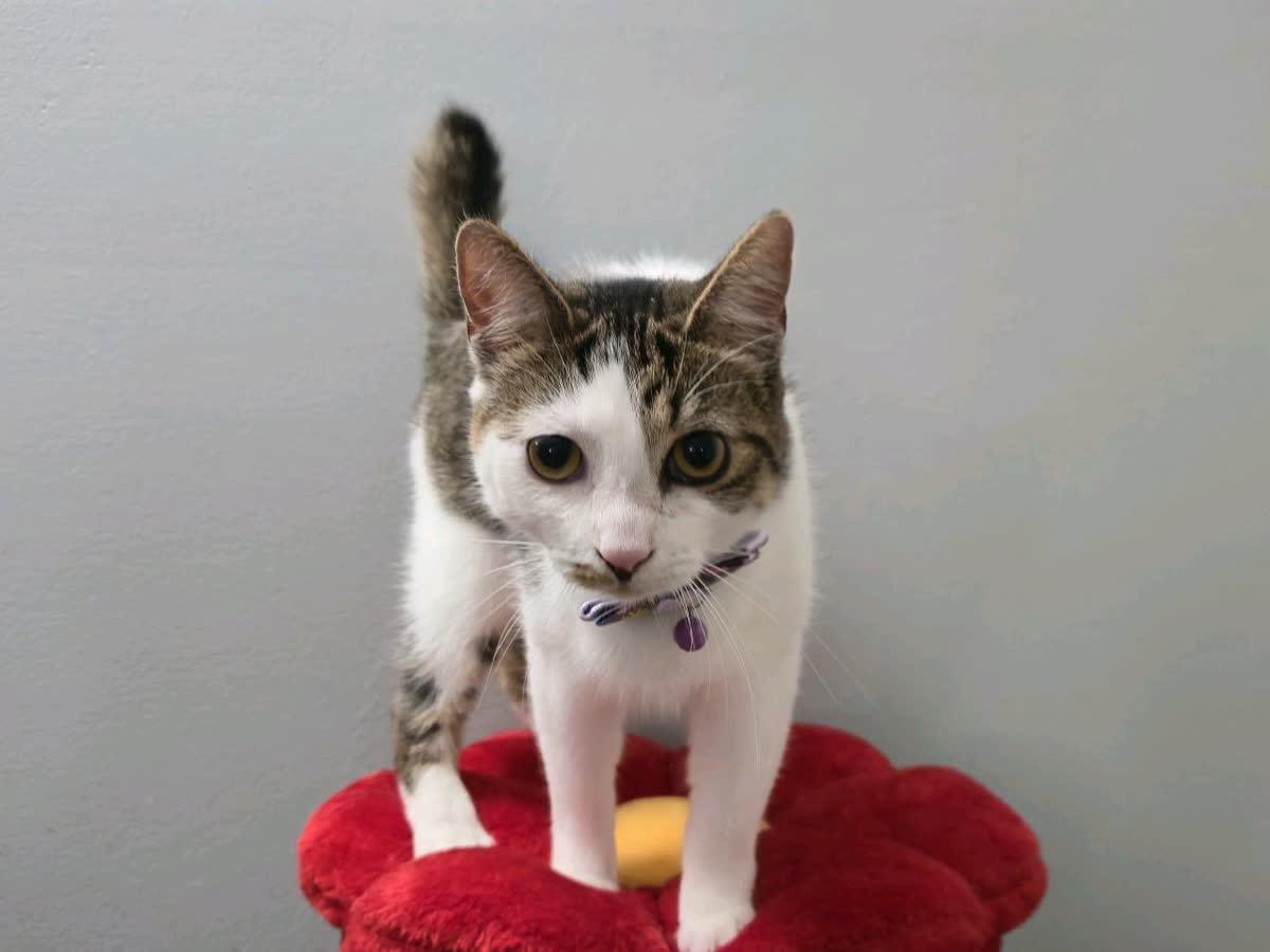 Enlarge Elm, a Adoptable Domestic Short Hair in Lemont, IL image 3/5