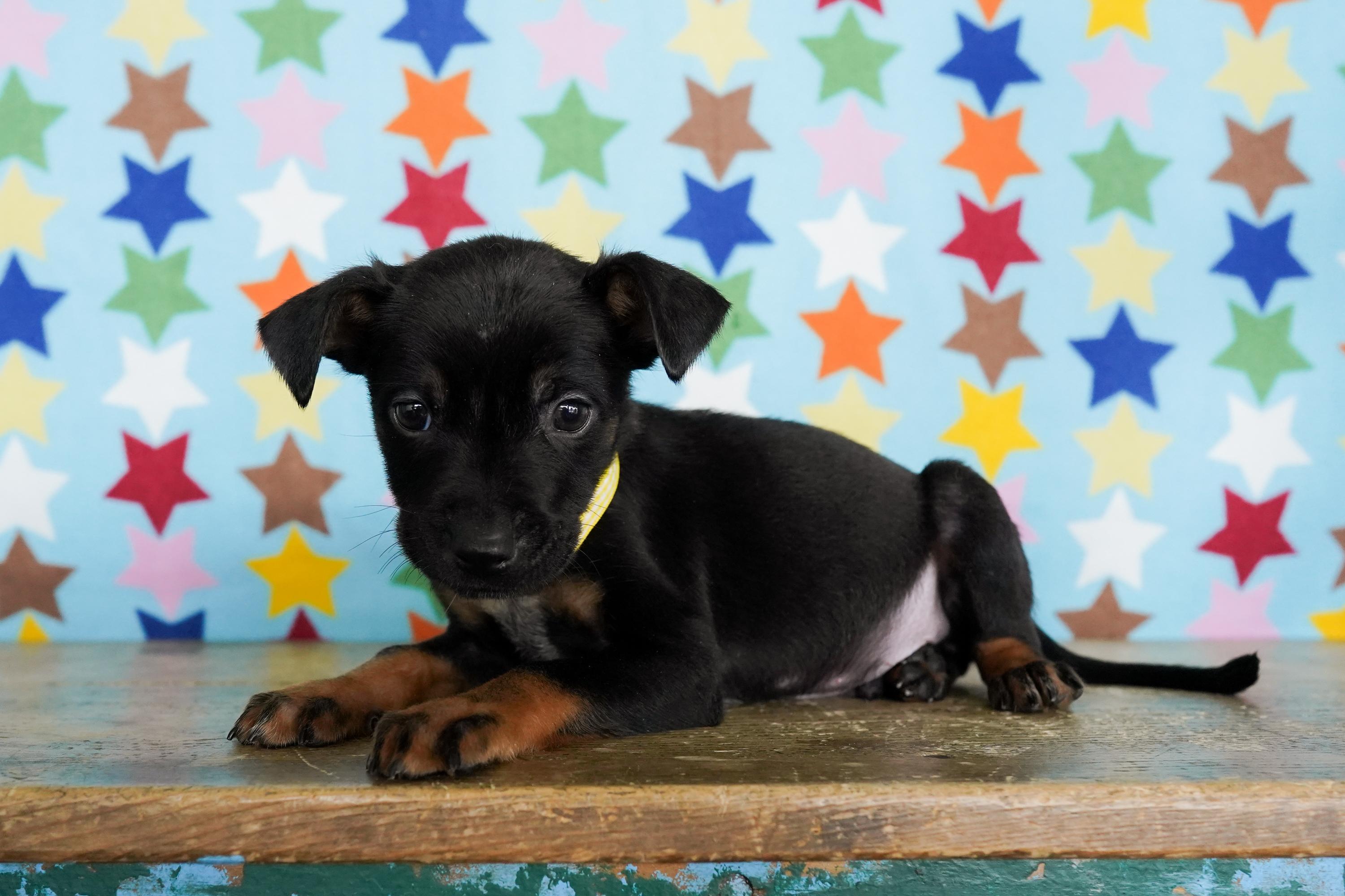 Enlarge Fortune, a ADOPTABLE mixed breed in San Antonio, TX image 1/4