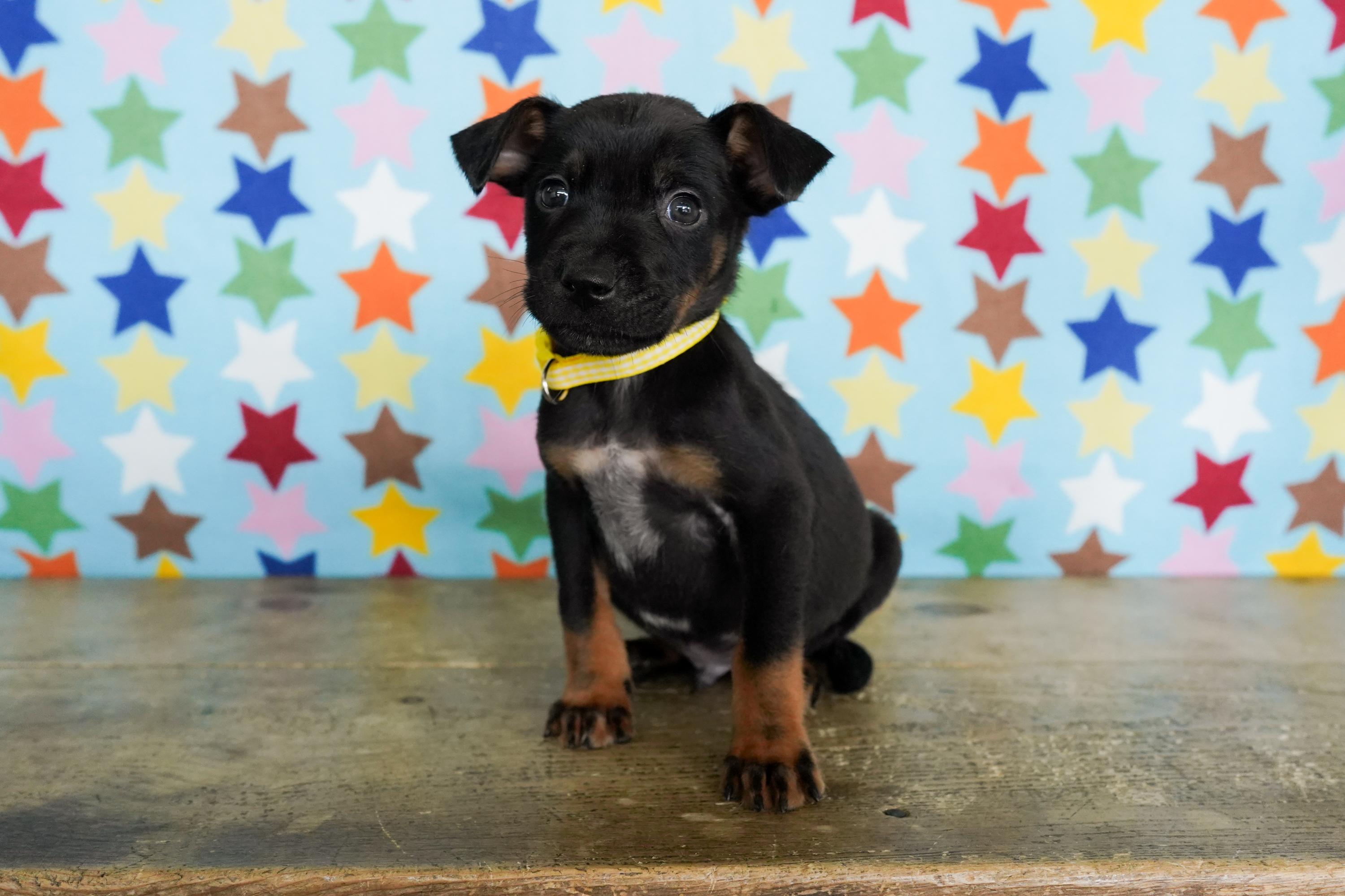 Enlarge Fortune, a ADOPTABLE mixed breed in San Antonio, TX image 3/4