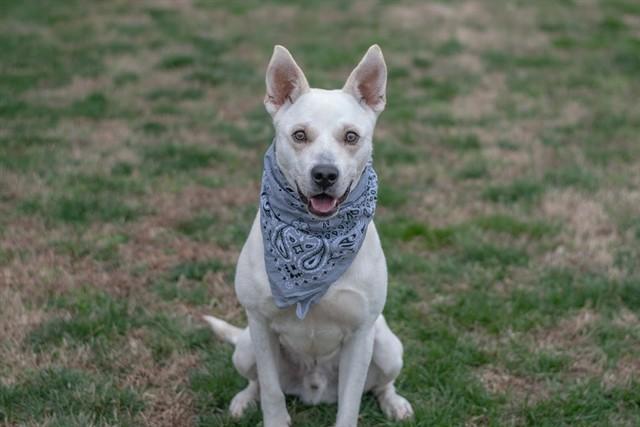 Enlarge ARES, a Adoptable mixed breed in York, SC image 1/1