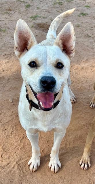 ARES, Adoptable, Young Male German Shepherd Dog & Mixed Breed.