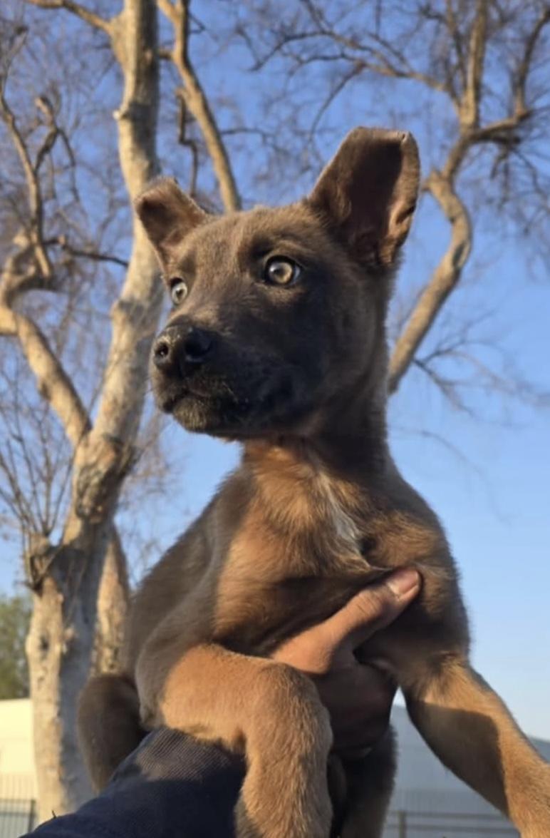 Bishop, Adopted, Puppy Male Belgian Shepherd / Malinois.