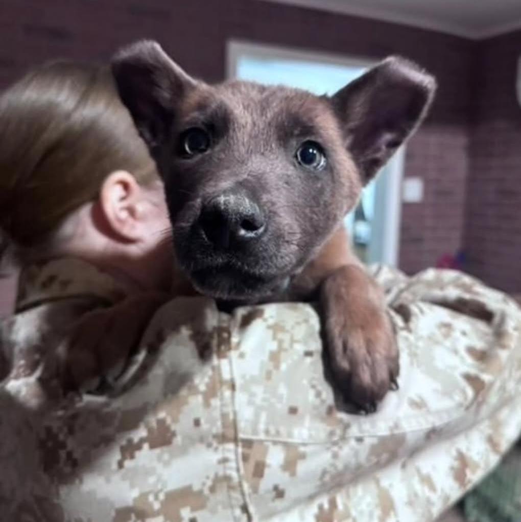 Enlarge Bishop, a Adopted mixed breed in Fort Collins, CO image 2/2