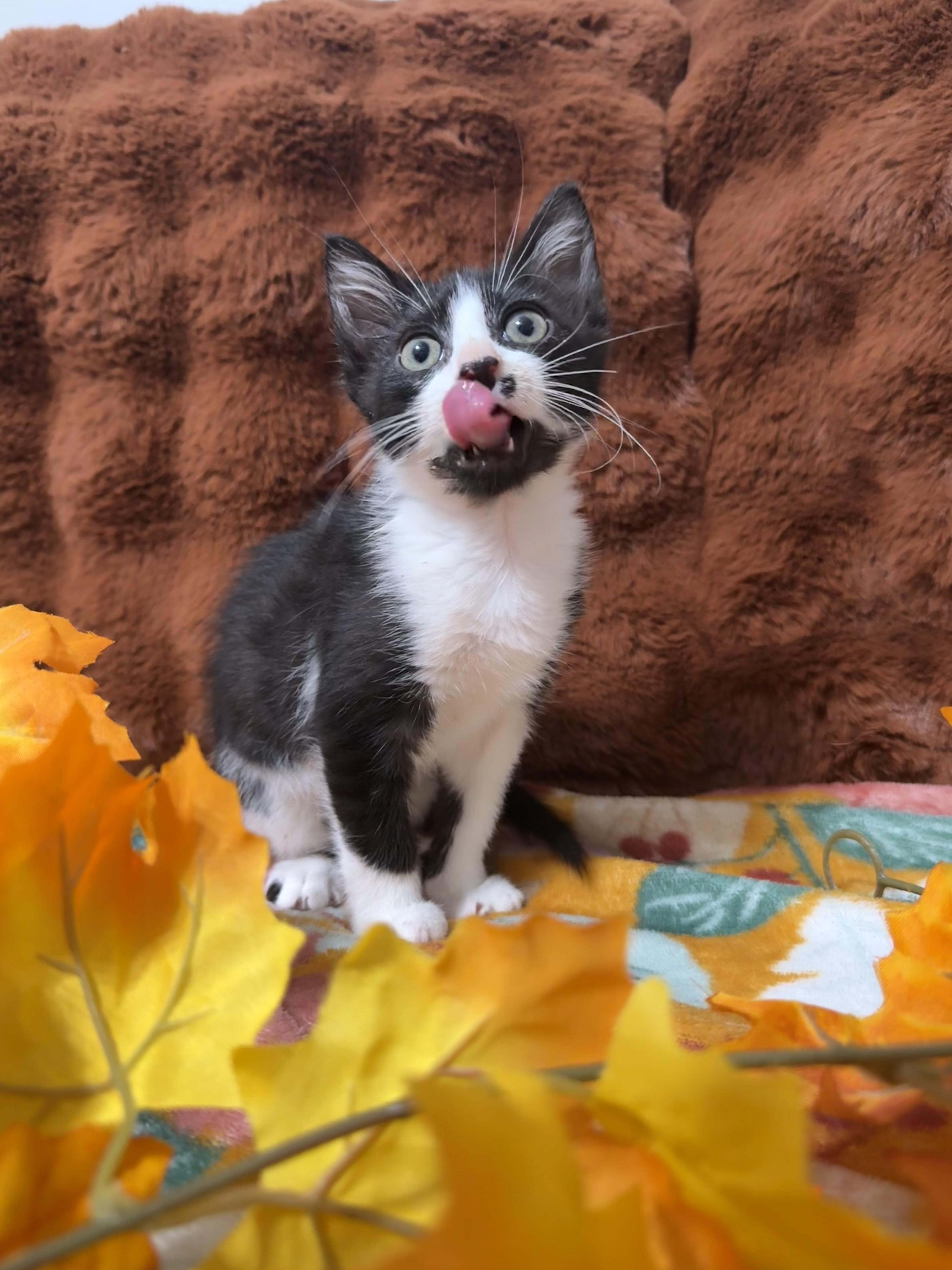 Focaccia, Adoptable, Kitten Male Domestic Short Hair.