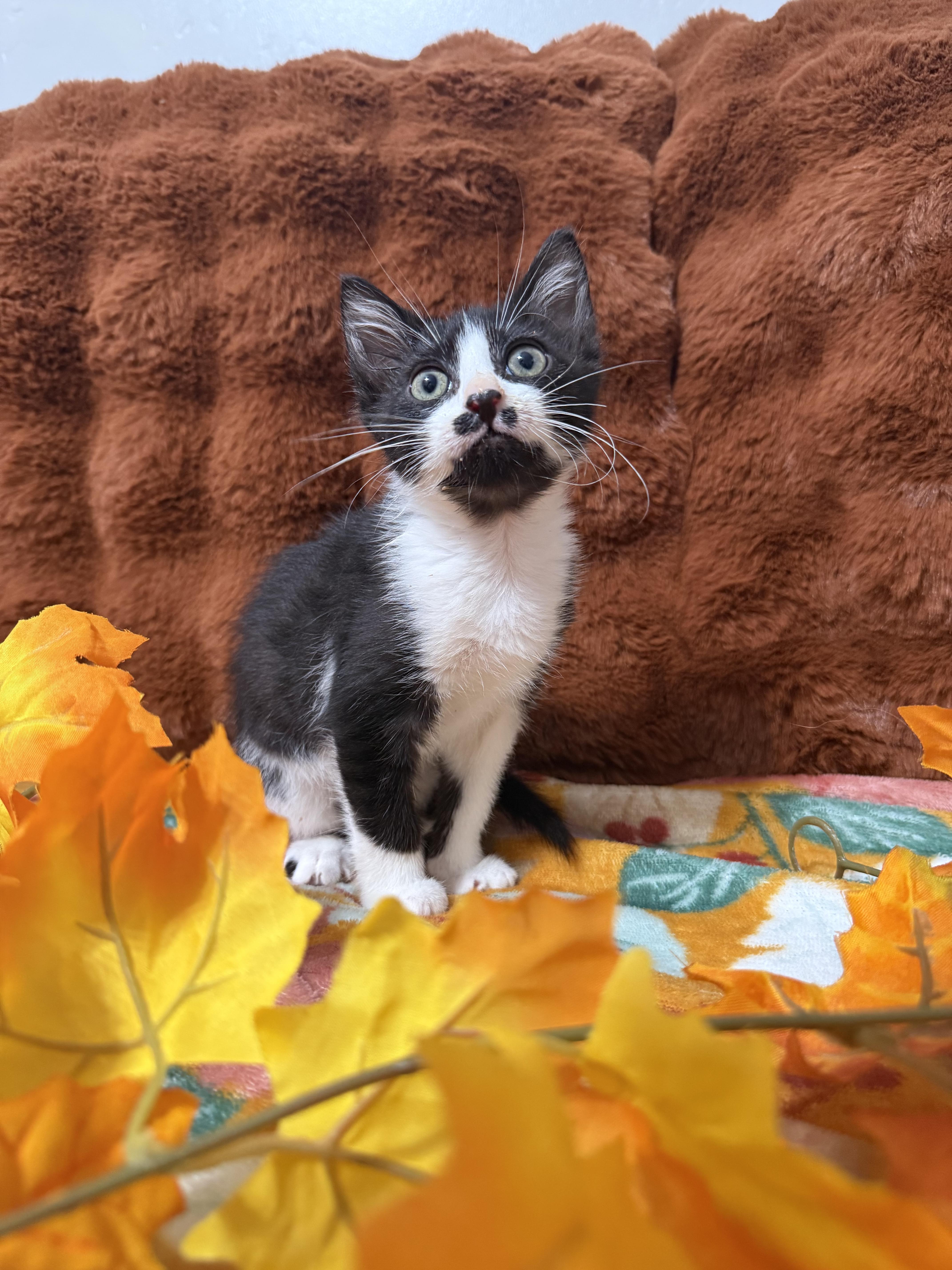 Enlarge Focaccia, a Adoptable Domestic Short Hair in Fruit Heights, UT image 2/4