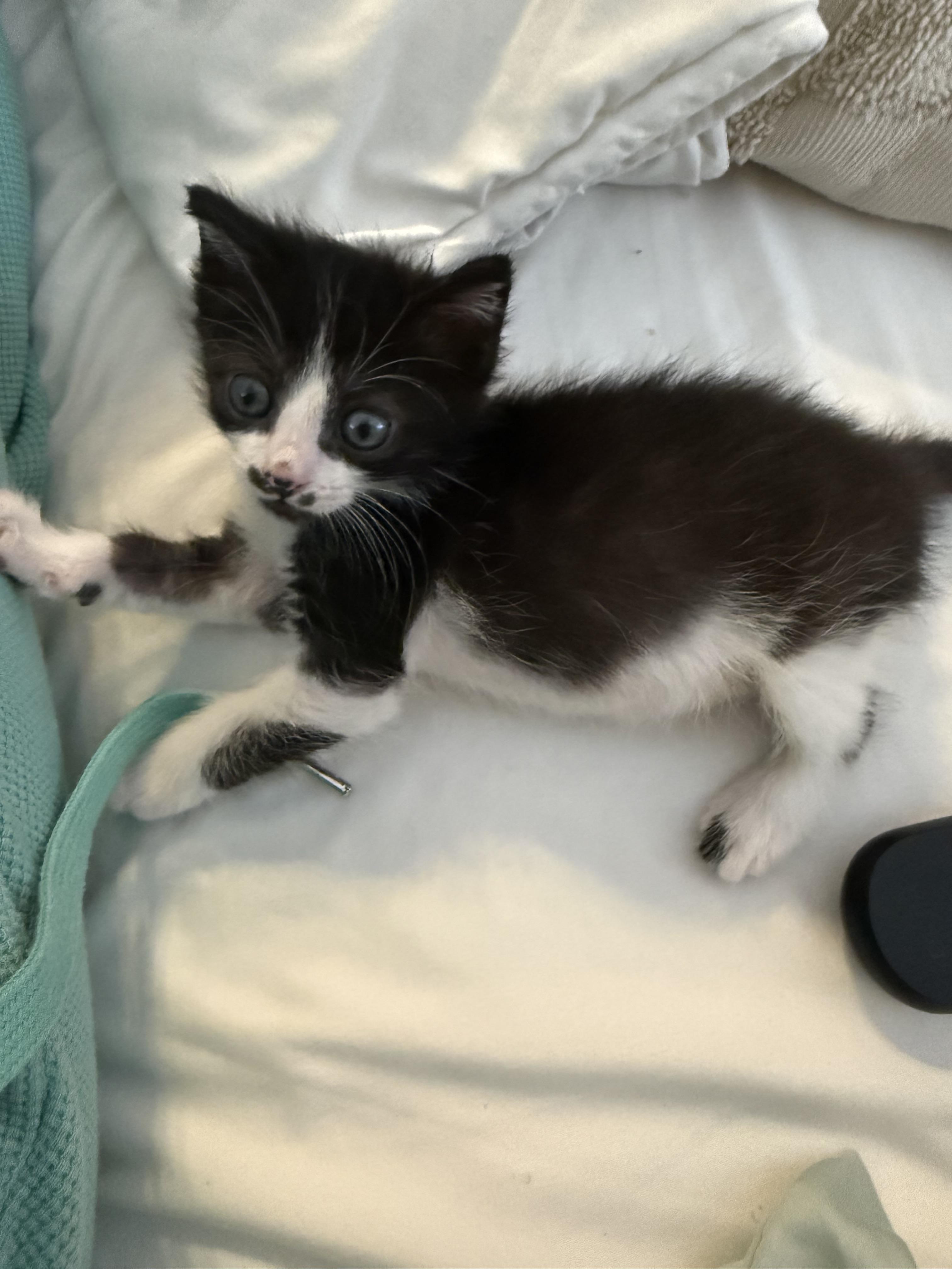 Enlarge Focaccia, a Adoptable Domestic Short Hair in Fruit Heights, UT image 3/4