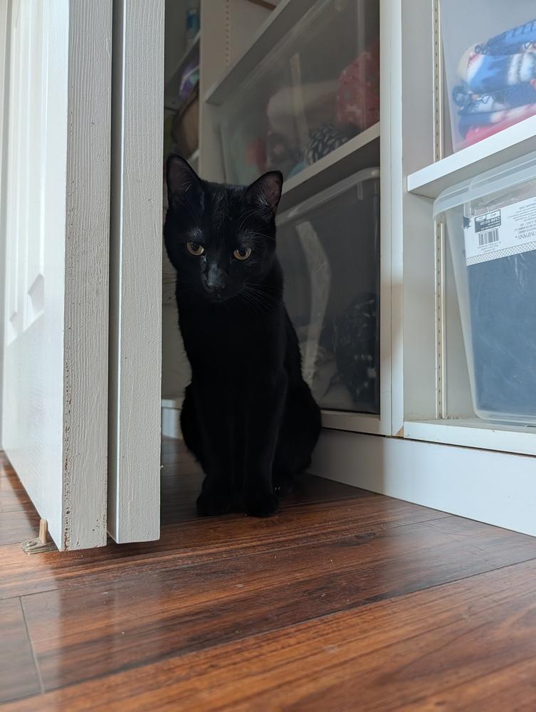 Enlarge Kevin, a Adoptable Domestic Short Hair in Fremont, CA image 1/6