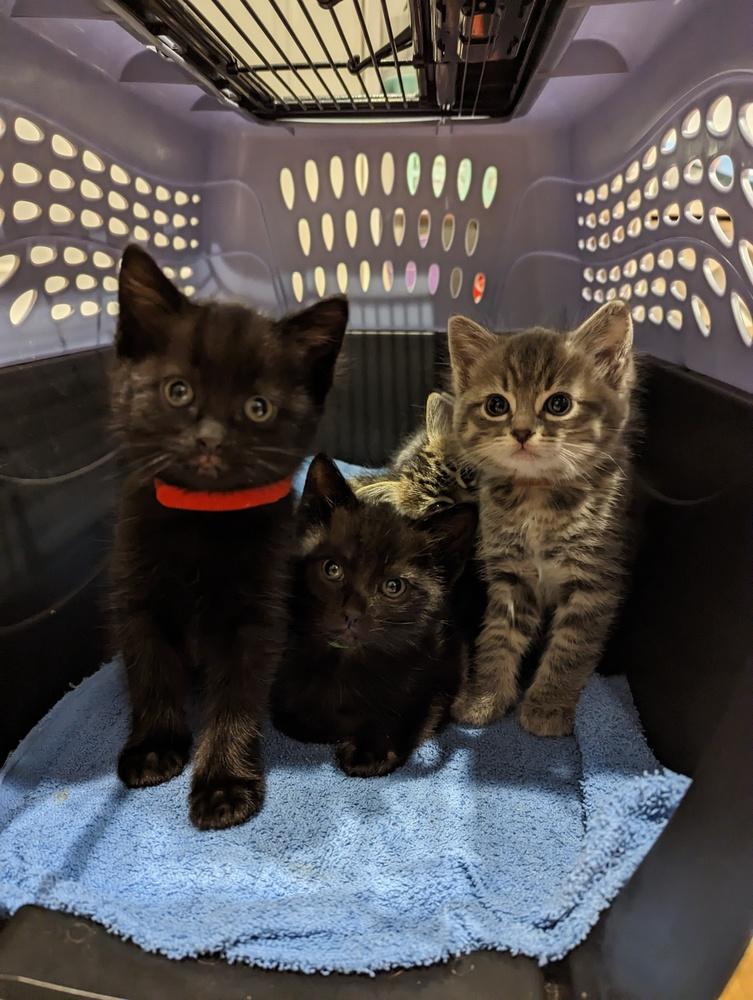 Enlarge Kevin, a Adoptable Domestic Short Hair in Fremont, CA image 3/6