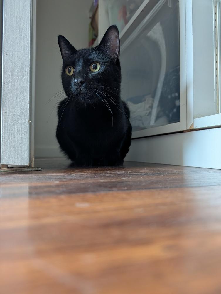 Enlarge Kevin, a Adoptable Domestic Short Hair in Fremont, CA image 4/6