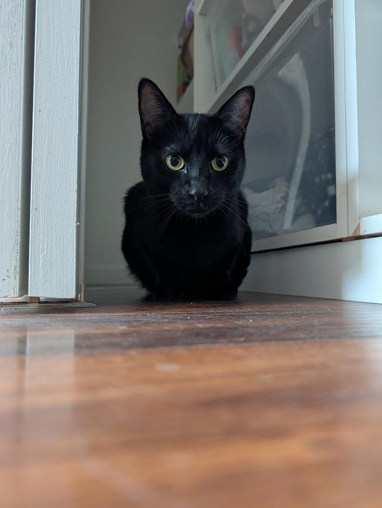 Enlarge Kevin, a Adoptable Domestic Short Hair in Fremont, CA image 5/6