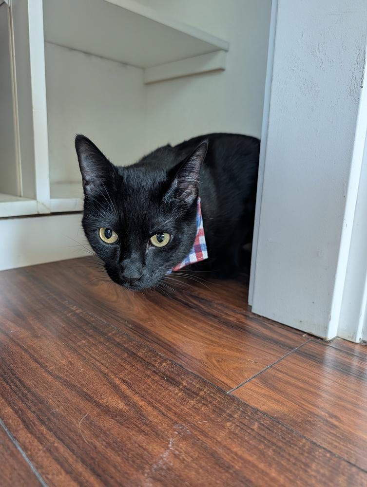 Enlarge Kevin, a Adoptable Domestic Short Hair in Fremont, CA image 6/6