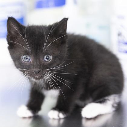Violet, an adopted mixed breed in Bedford, IN image 1/3