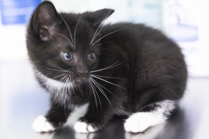 Violet, an adopted mixed breed in Bedford, IN image 2/3