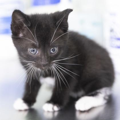 Violet, an adopted mixed breed in Bedford, IN image 3/3