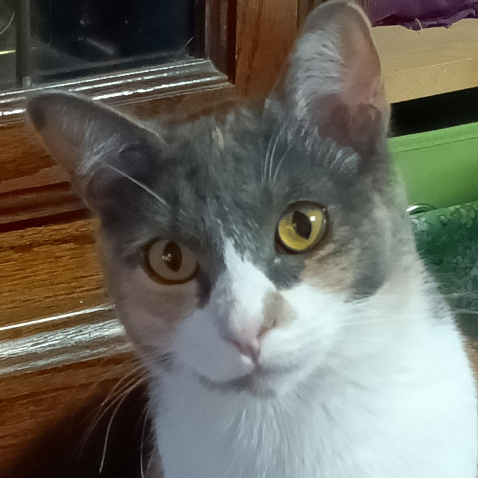 Malibu, ADOPTABLE, Young Female Domestic Short Hair.