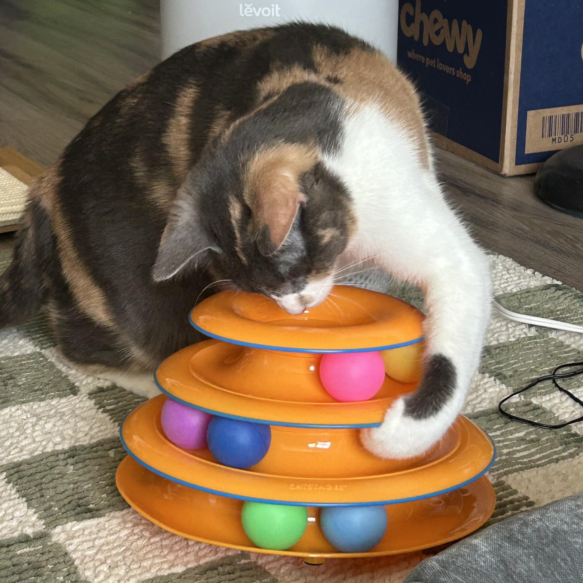Malibu, a ADOPTABLE Domestic Short Hair in Renton , WA image 2/6