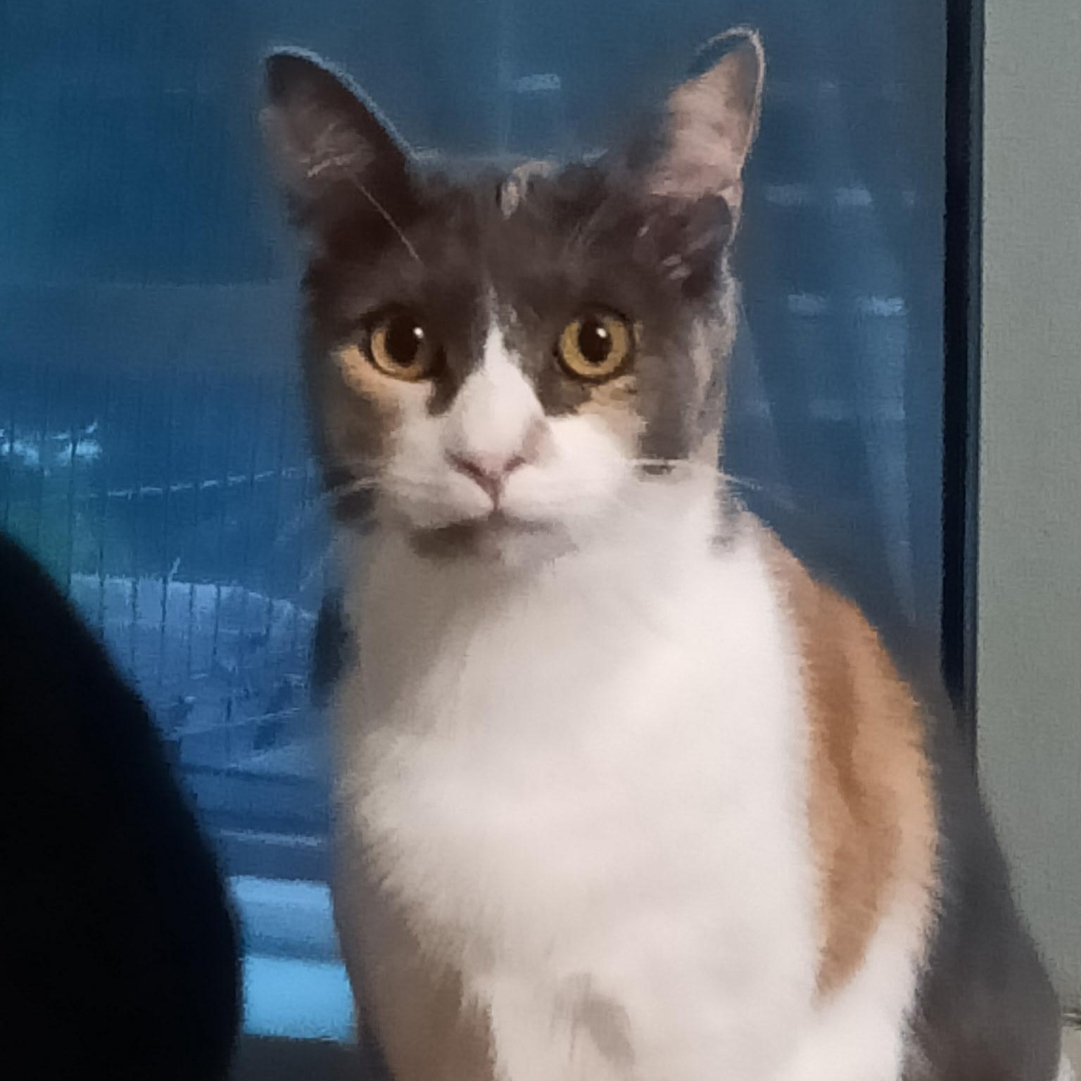 Malibu, a ADOPTABLE Domestic Short Hair in Renton , WA image 4/6