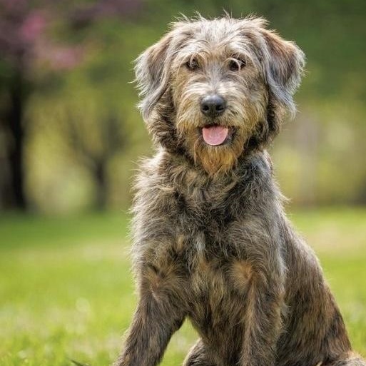 Enlarge McKenzie , a ADOPTABLE mixed breed in Charlotte, NC image 1/4