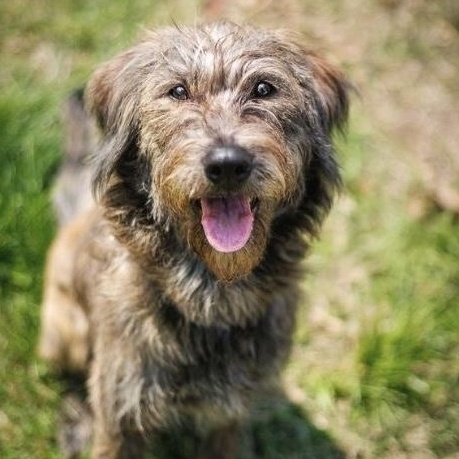 Enlarge McKenzie , a ADOPTABLE mixed breed in Charlotte, NC image 2/4