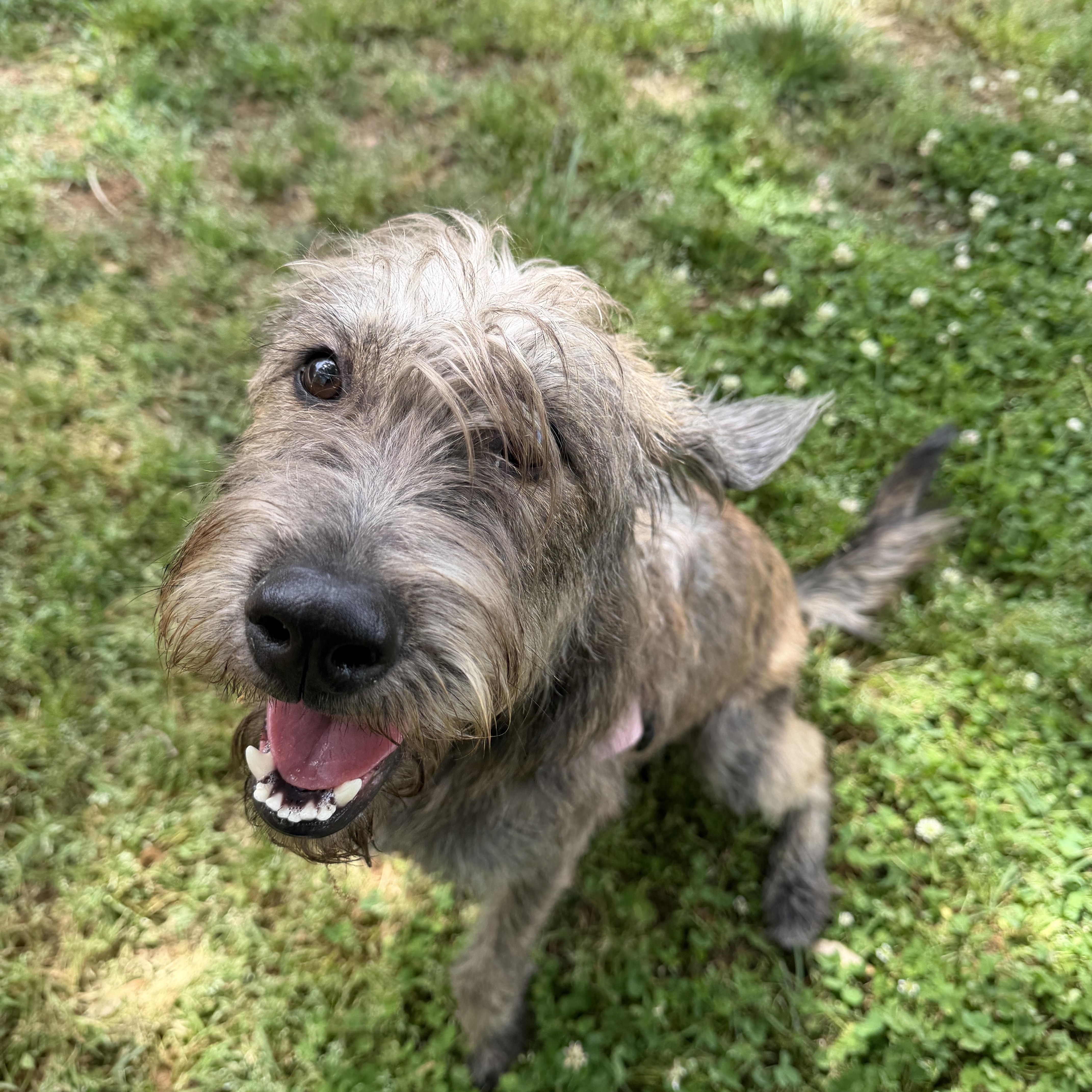 Enlarge McKenzie , a ADOPTABLE mixed breed in Charlotte, NC image 3/4