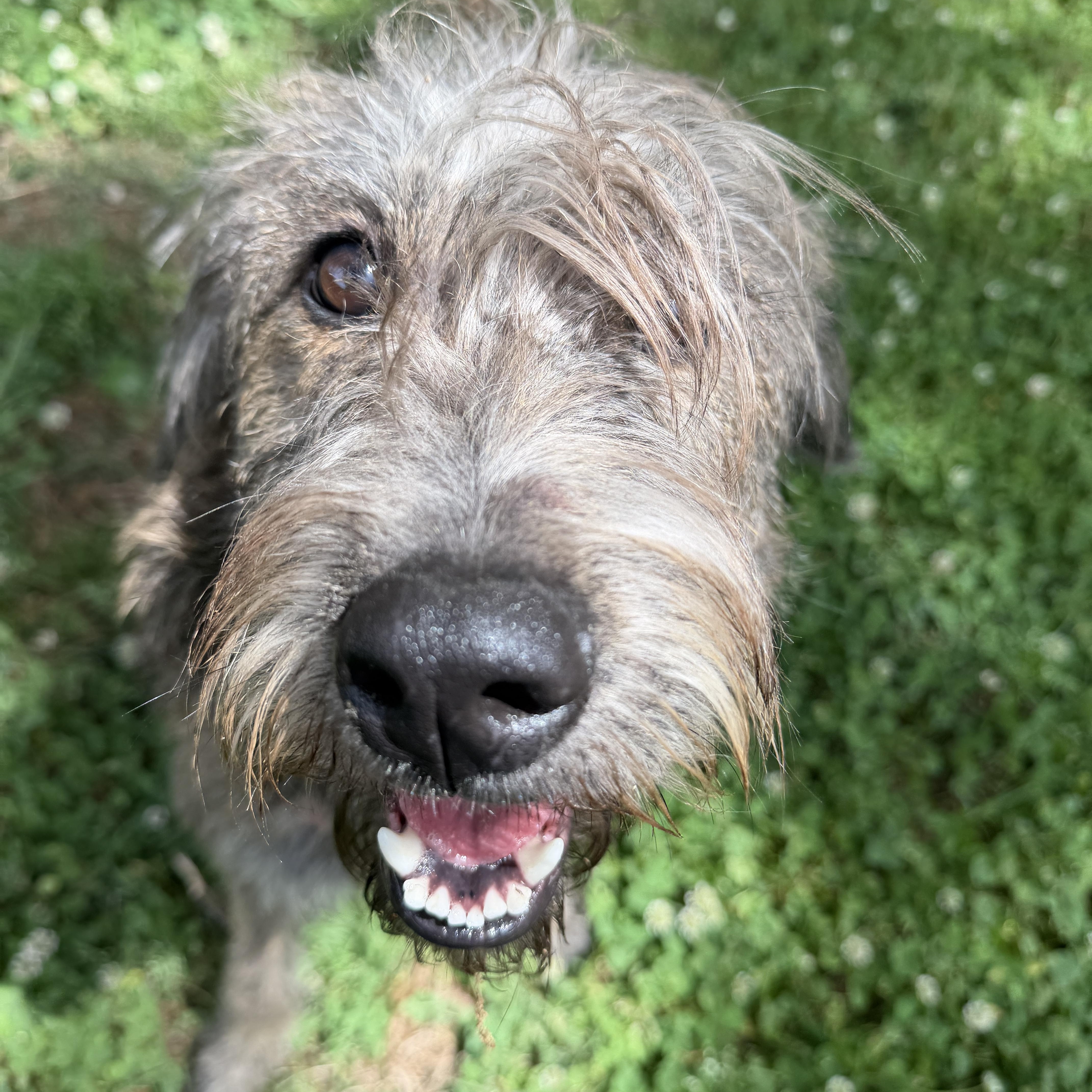 Enlarge McKenzie , a ADOPTABLE mixed breed in Charlotte, NC image 4/4