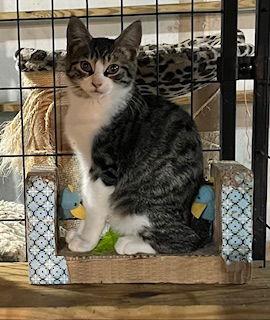 Ivan — thumbnail 3