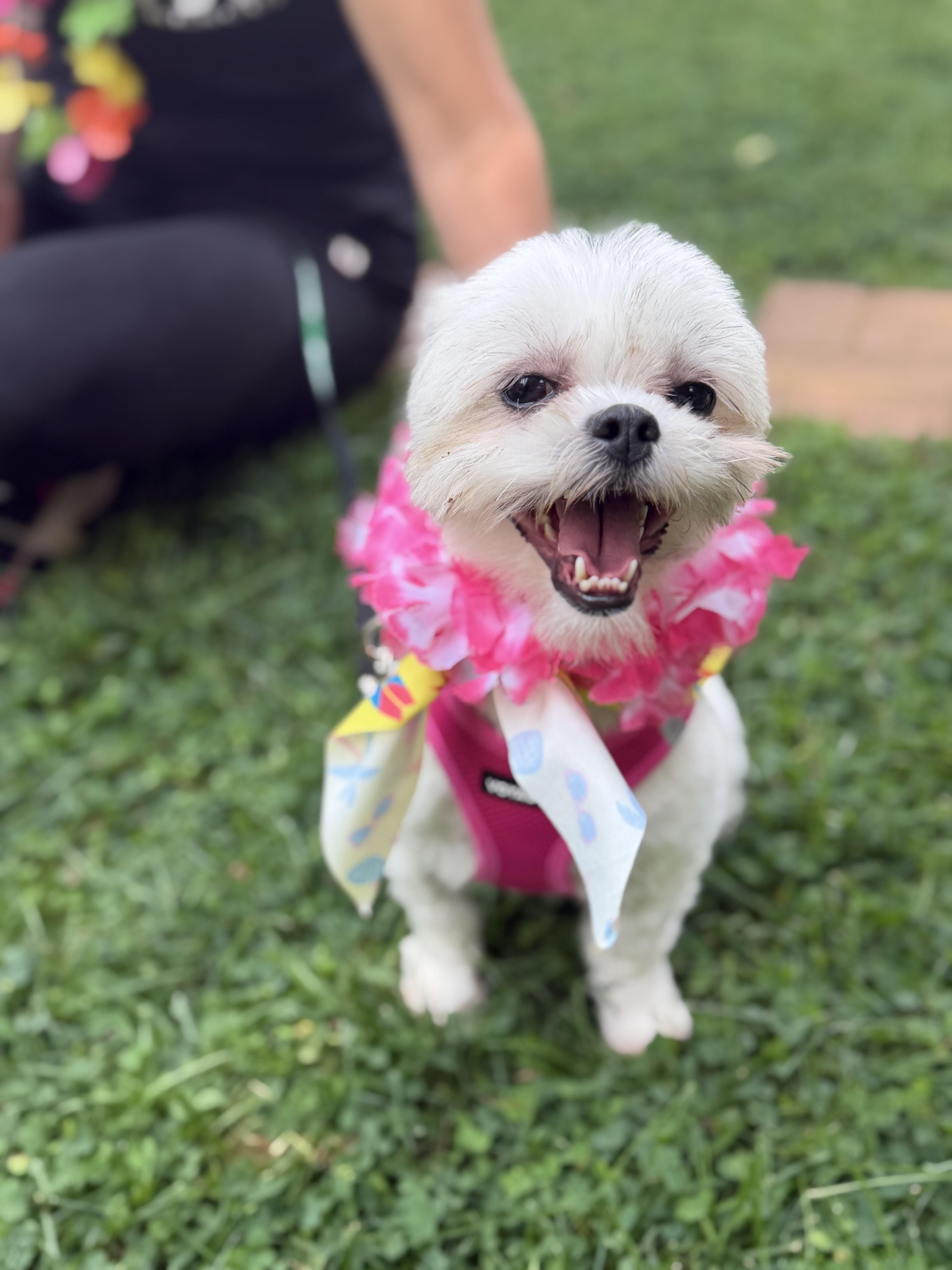 Molly, adoptable, Young Female Maltese & Shih Tzu.